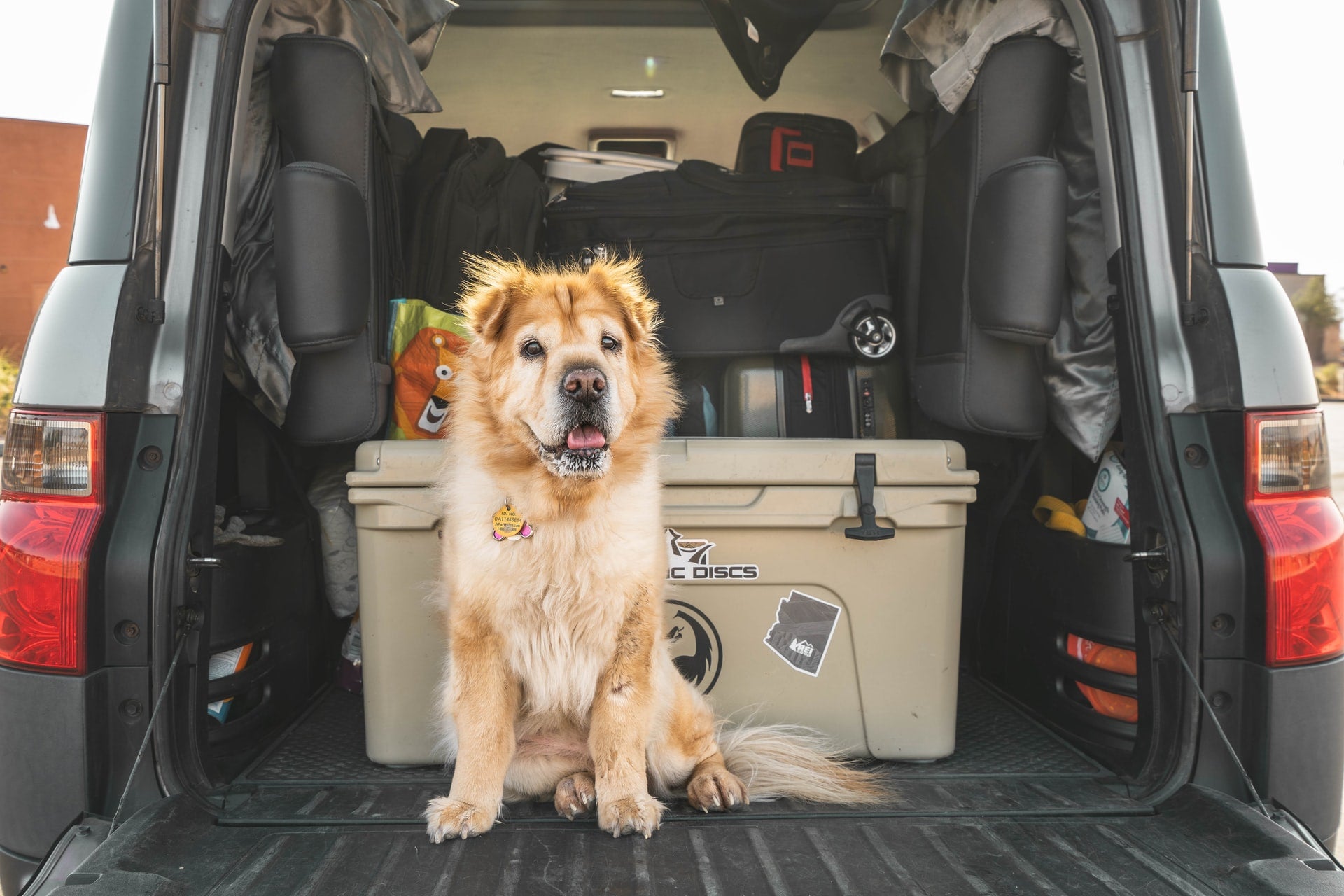 The Ultimate Guide to Road Tripping With Your Dog