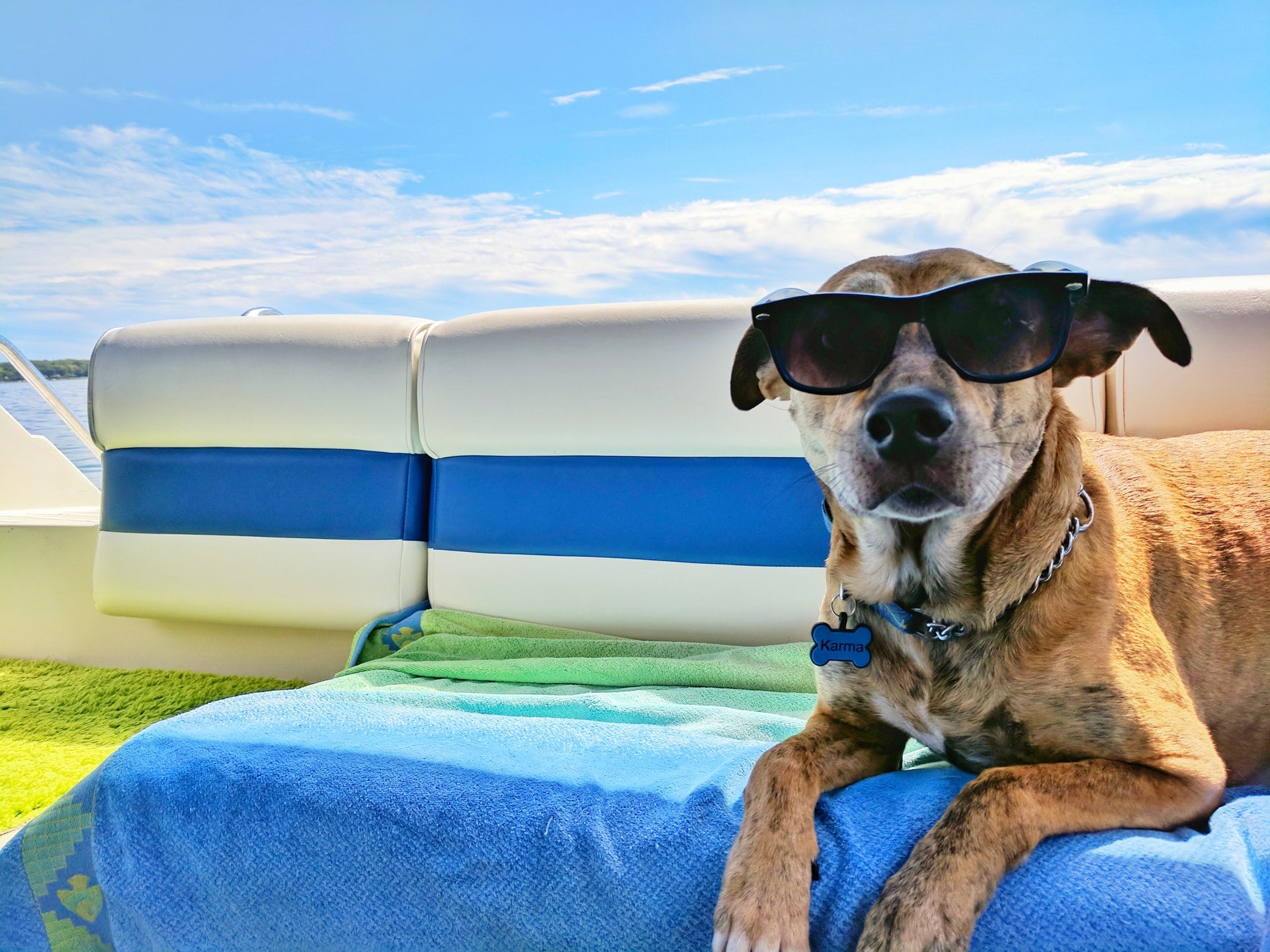 Preparing Your Pup for Summer