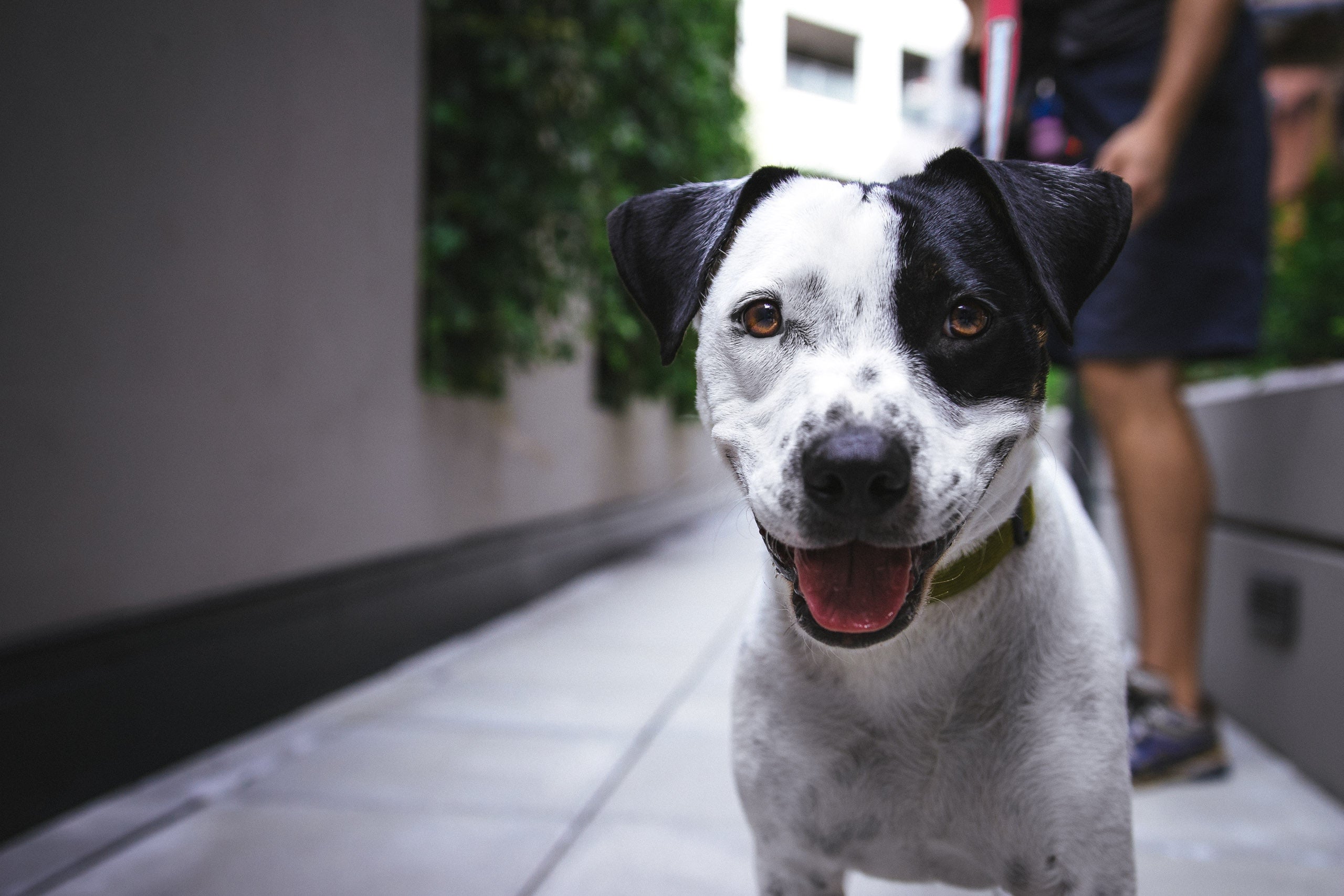 black and white dog 