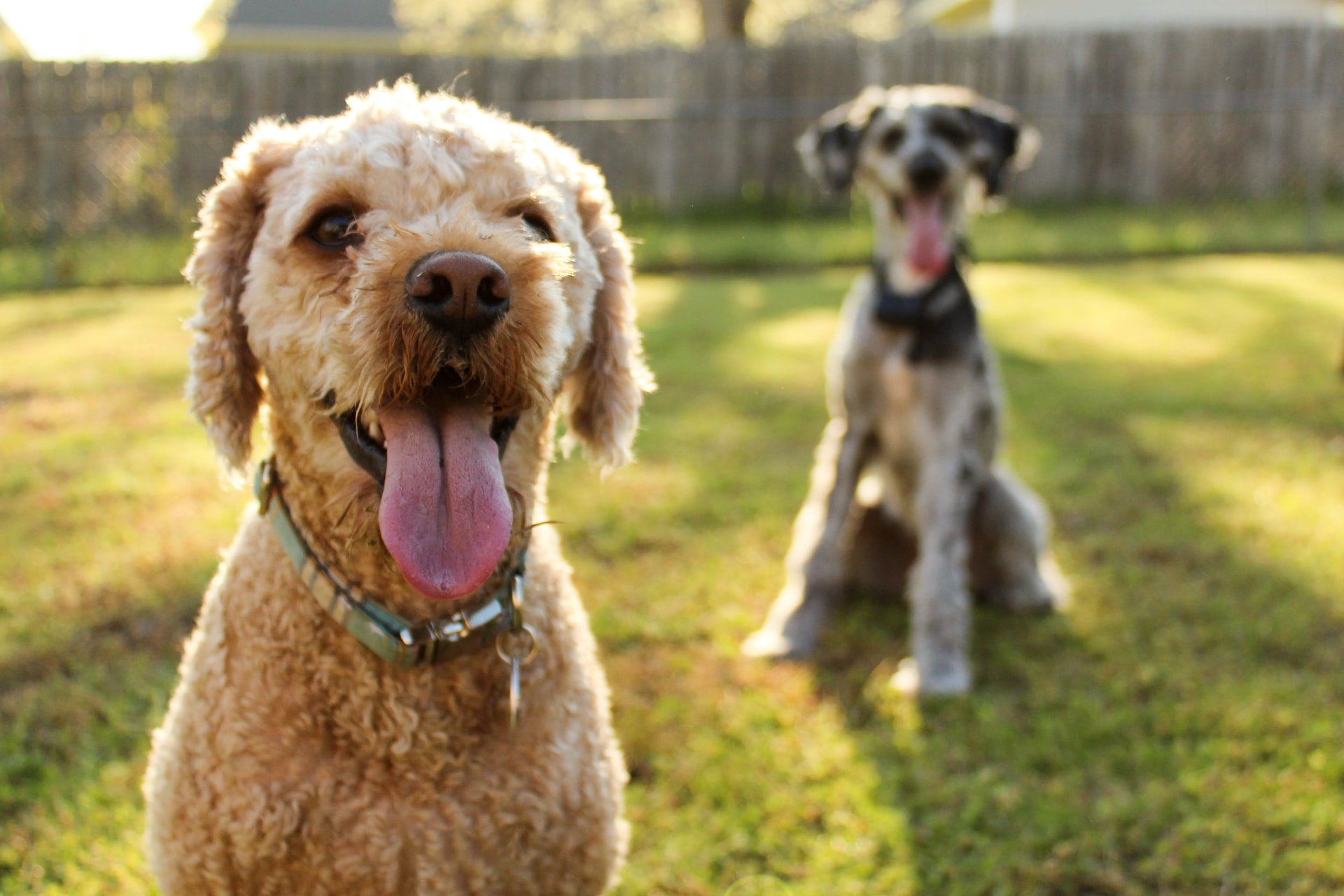 7 Tips for Creating a Dog-Friendly Backyard