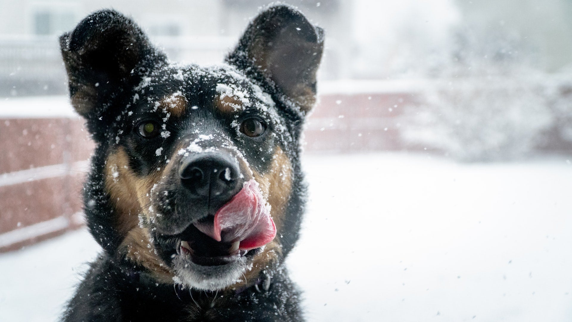 How to Keep Your Dog Safe During Winter