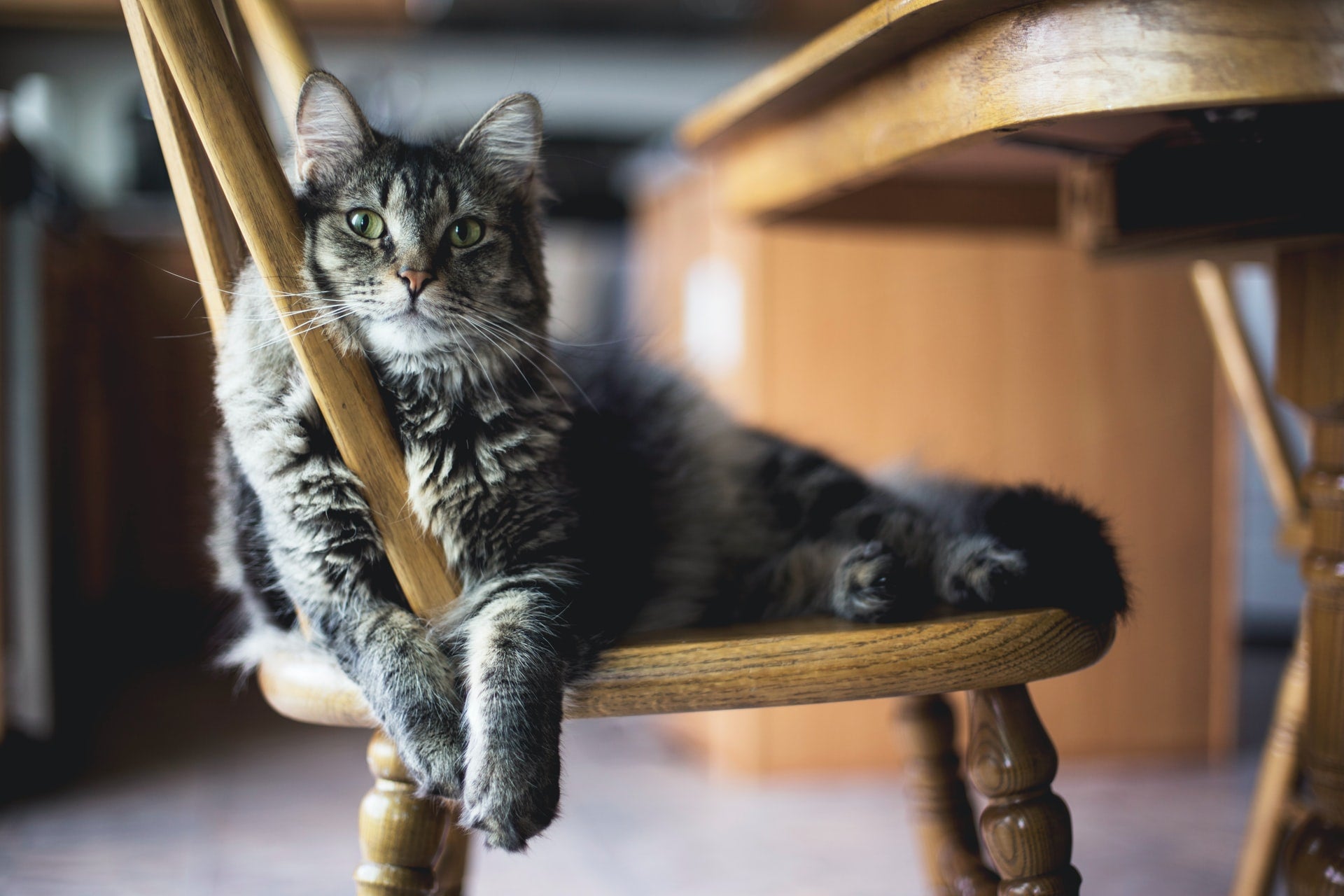 Understanding Your Cat’s Behavior