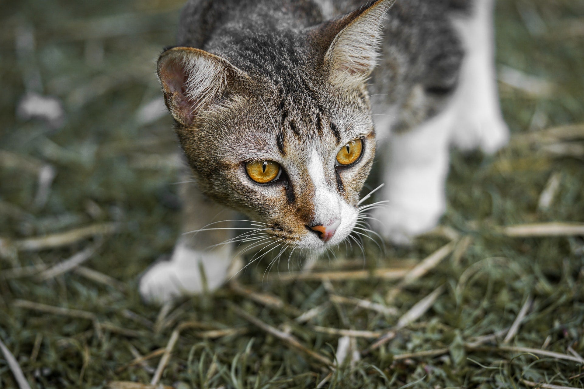 Understanding Your Cat’s Prey Drive