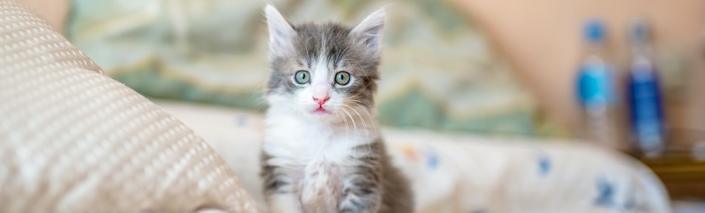 Advice From Dr. Lindsey: Kitten Proofing Your Home