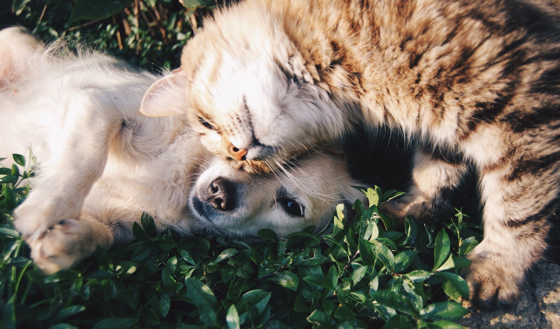 Can Dogs Have Catnip?