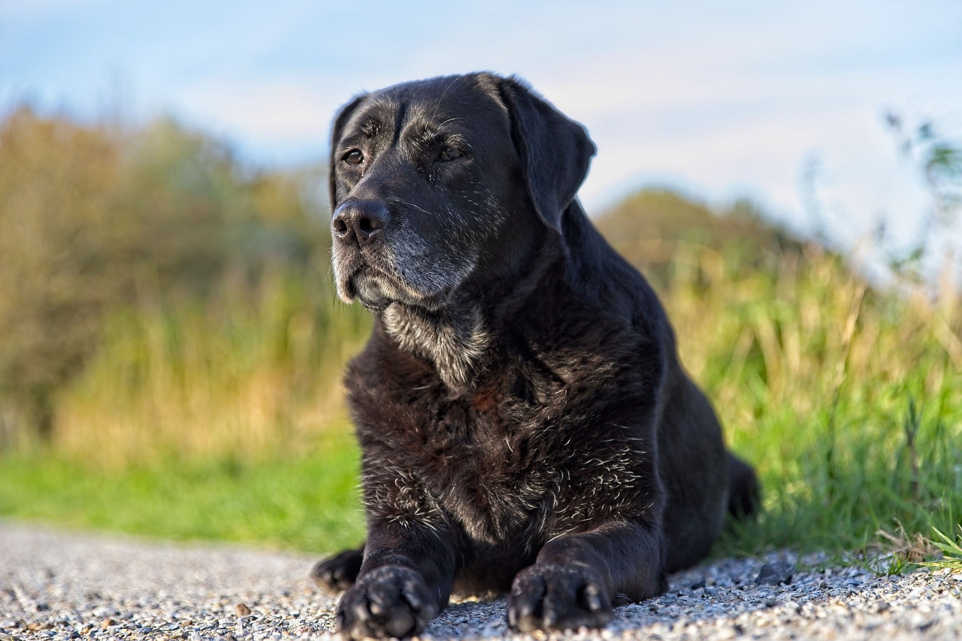 What Could Be Causing Joint Discomfort In My Dog Post featuring black dog sitting quietly outside