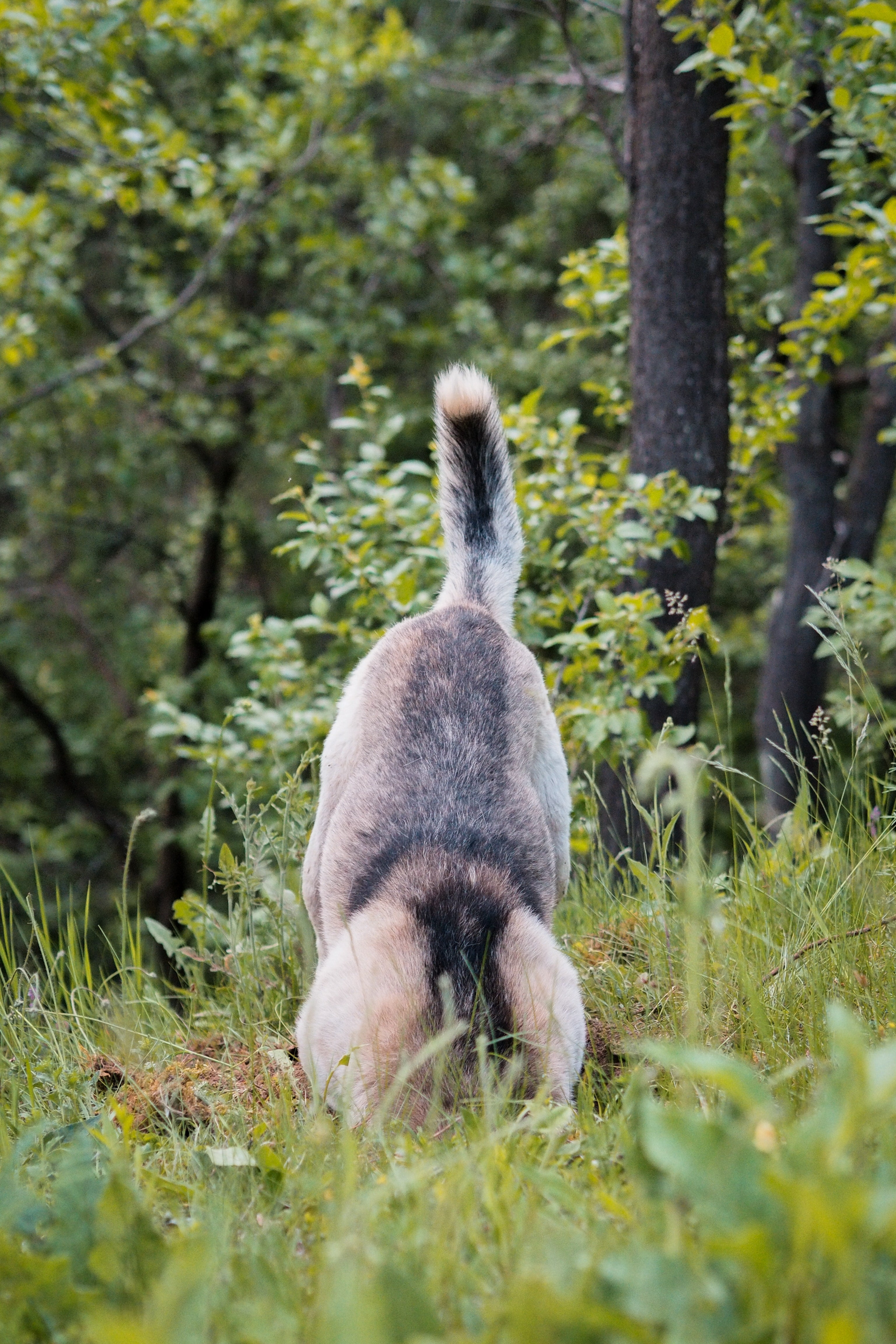 Why Do Dogs Dig?