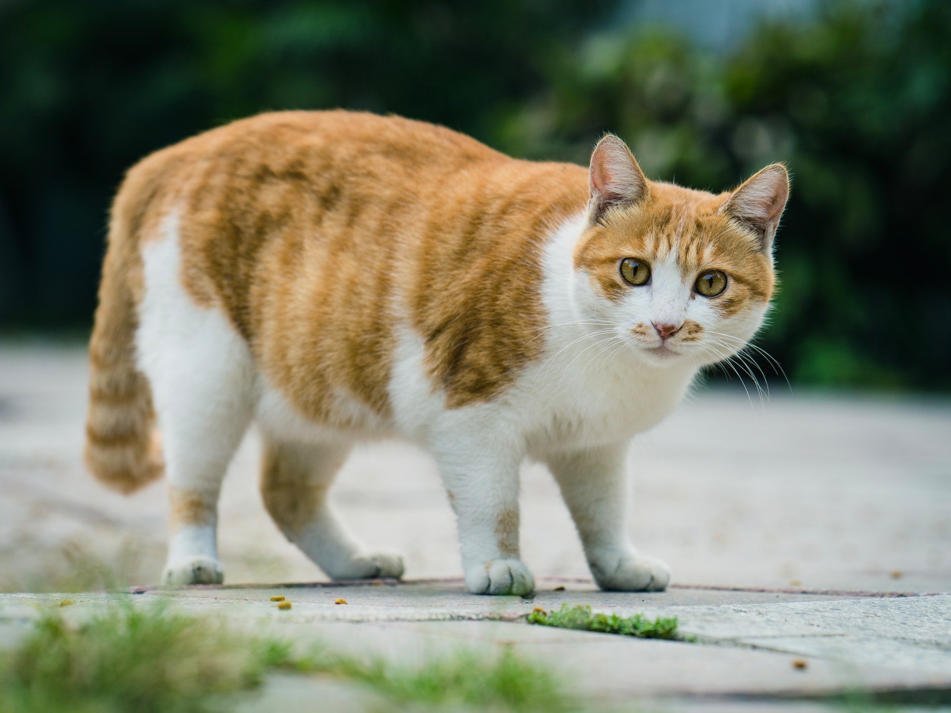 Is Your Cat Overweight?