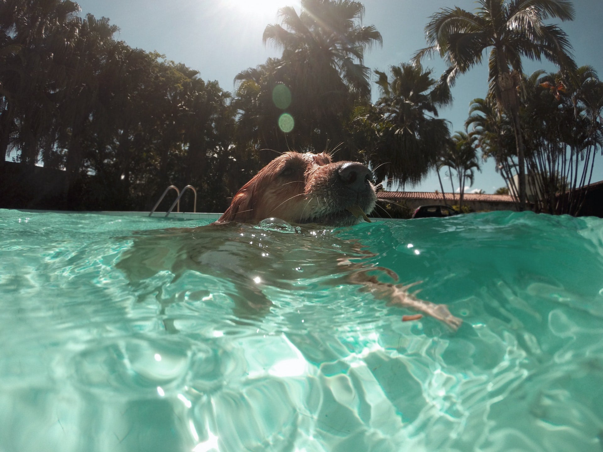 Water Safety Tips Every Dog Owner Should Know