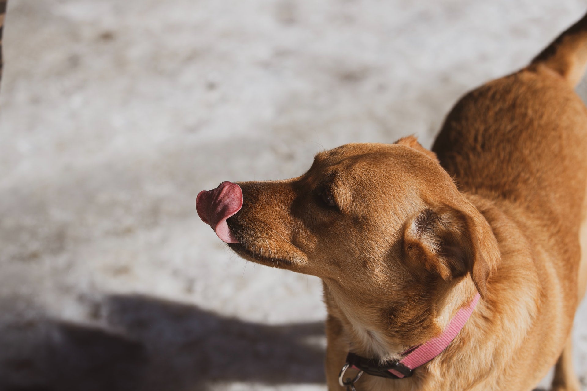 Is Coconut Oil Good for Dogs?