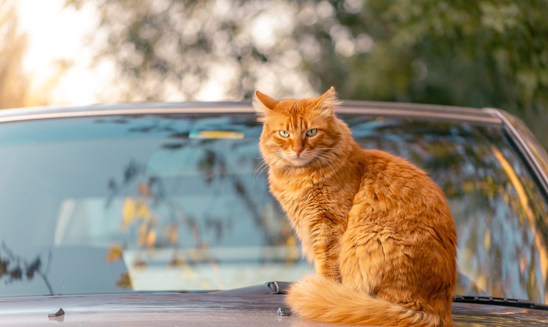 5 Essential Tips for Car Travel with Cats