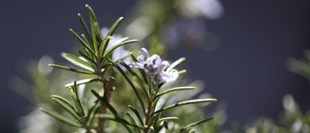 Is Rosemary Extract Safe For Dogs?