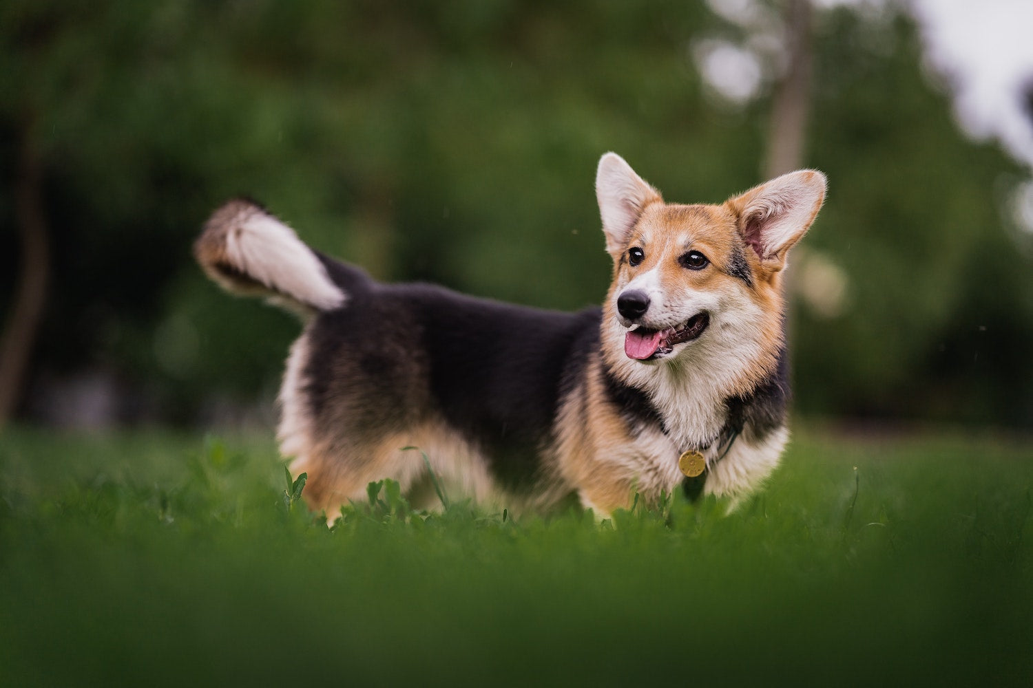 Collagen for Dogs: What You Need To Know