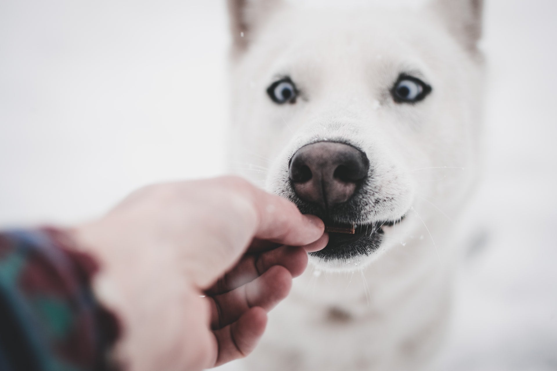 Feeding Your Dog a Raw Diet Post Showing White Dog eating a treat