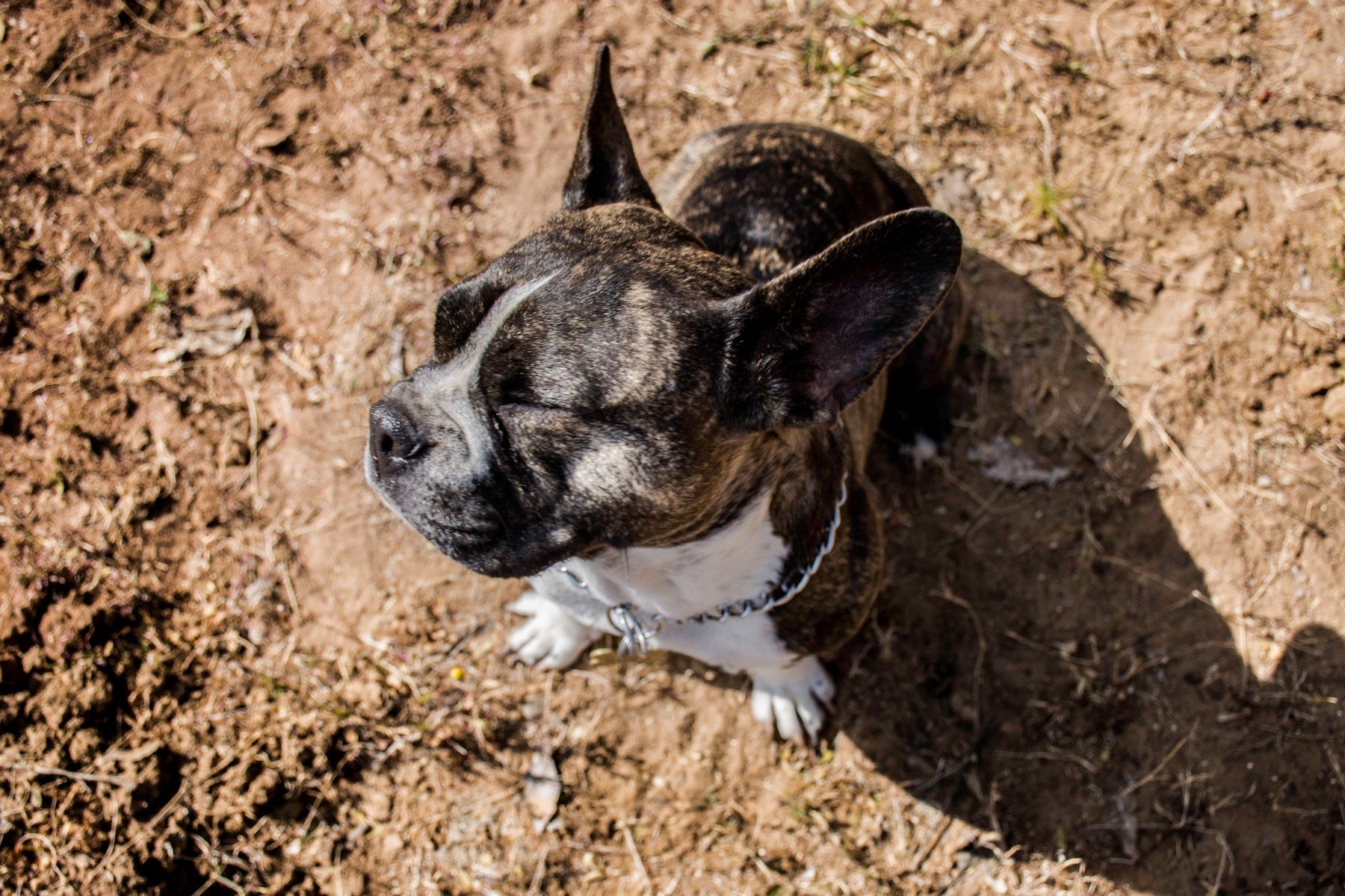 Why Do Dogs Eat Dirt? The Dirty Truth About Pica in Dogs