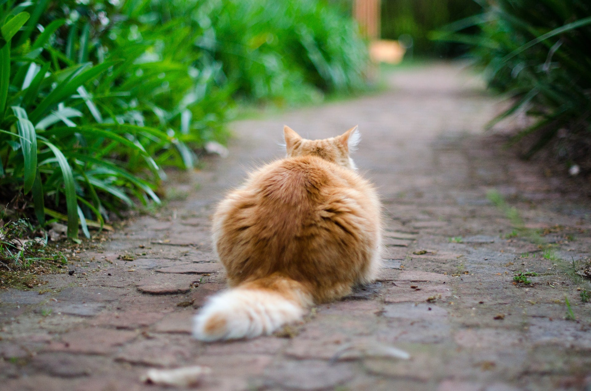 Cat Vomiting: Types, Causes, and What to Do About It