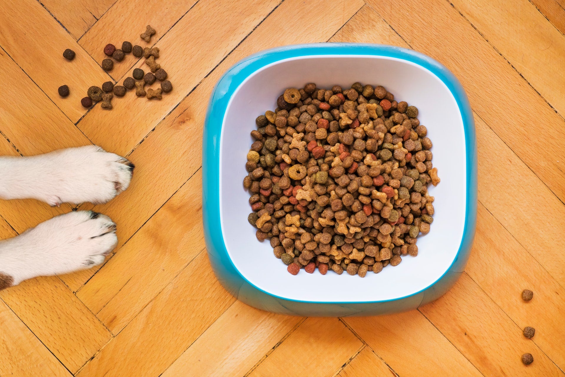 Choosing the Right Food for Your Senior Dog