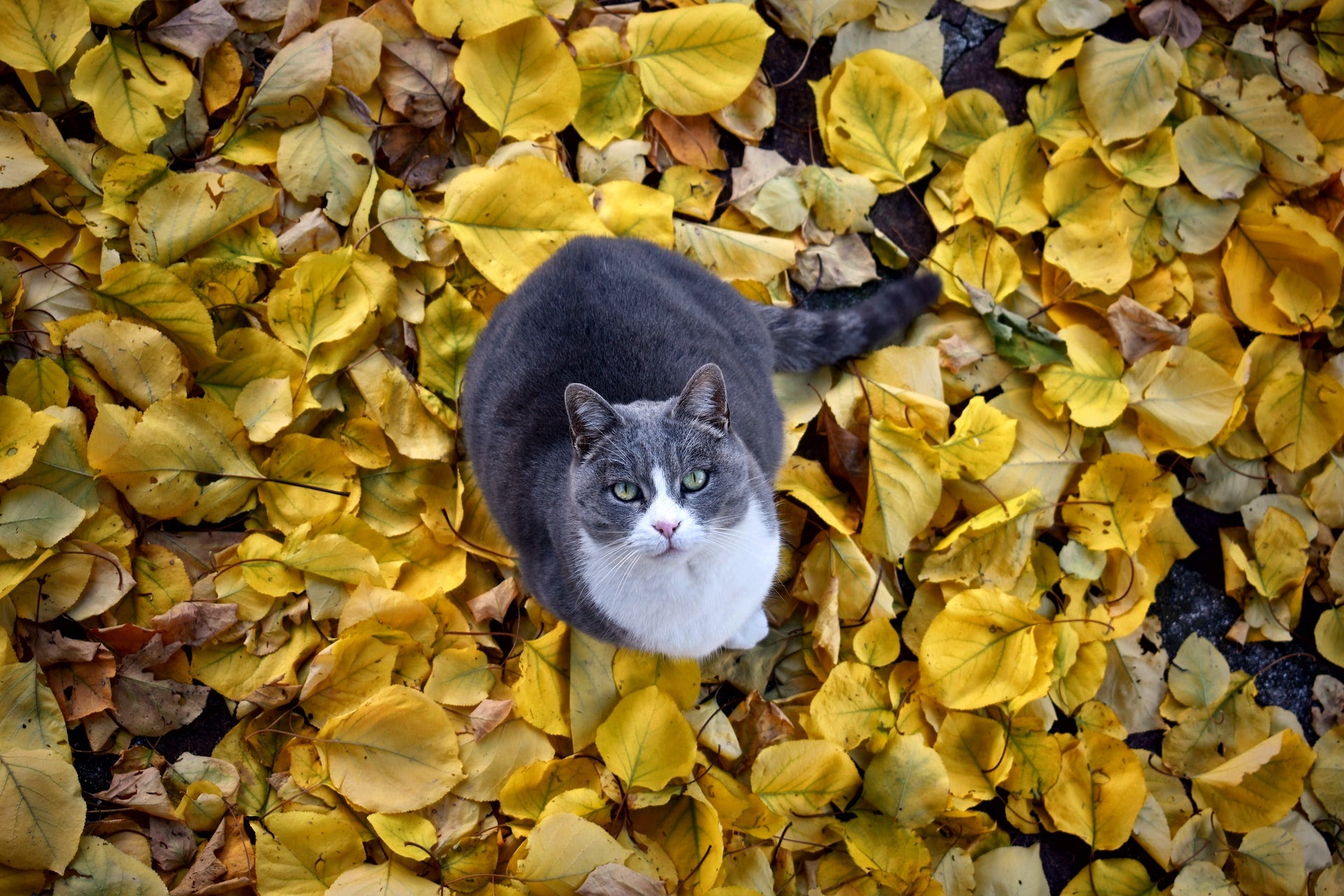 Cats and Seasonal Allergies