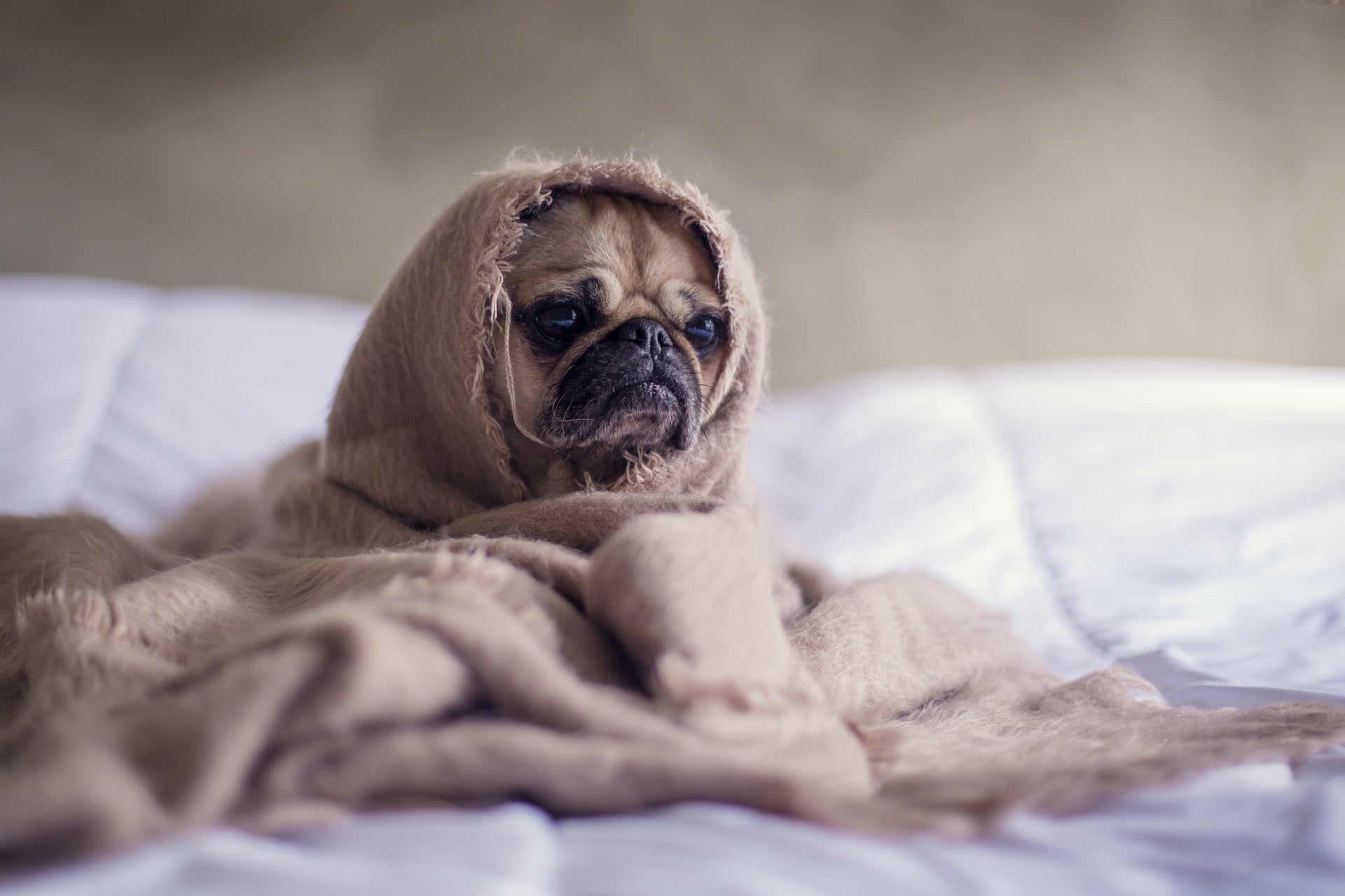 Thunderstorm Anxiety: 5 Tips to Calm Your Dog