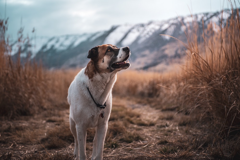 Where To Go Camping With Dogs: 5 Dog-friendly Campgrounds To Visit With Your Pet