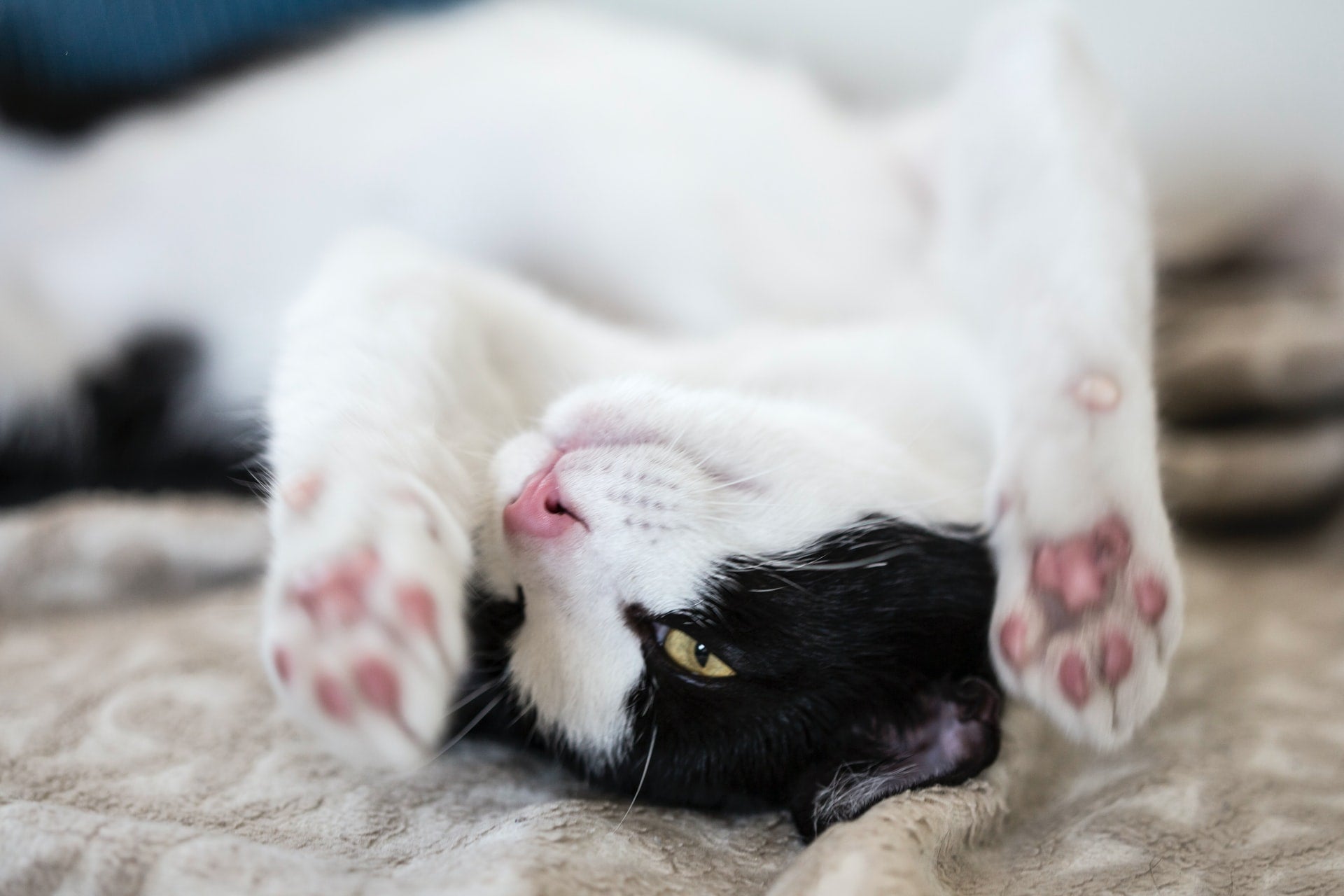 Caring for Your Cat’s Claws