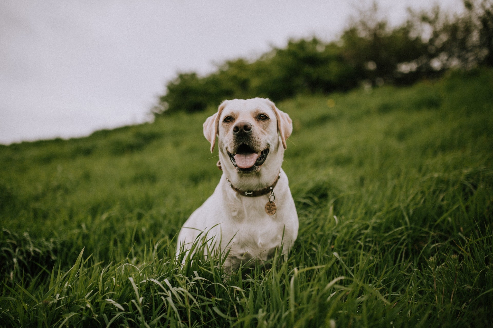 Is Your Dog’s Poop Healthy? 5 Ways to Find Out