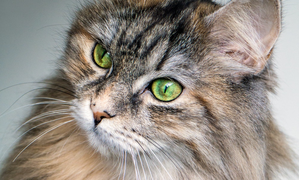 Advice From Dr. Lindsey: Joint Pain in Cats