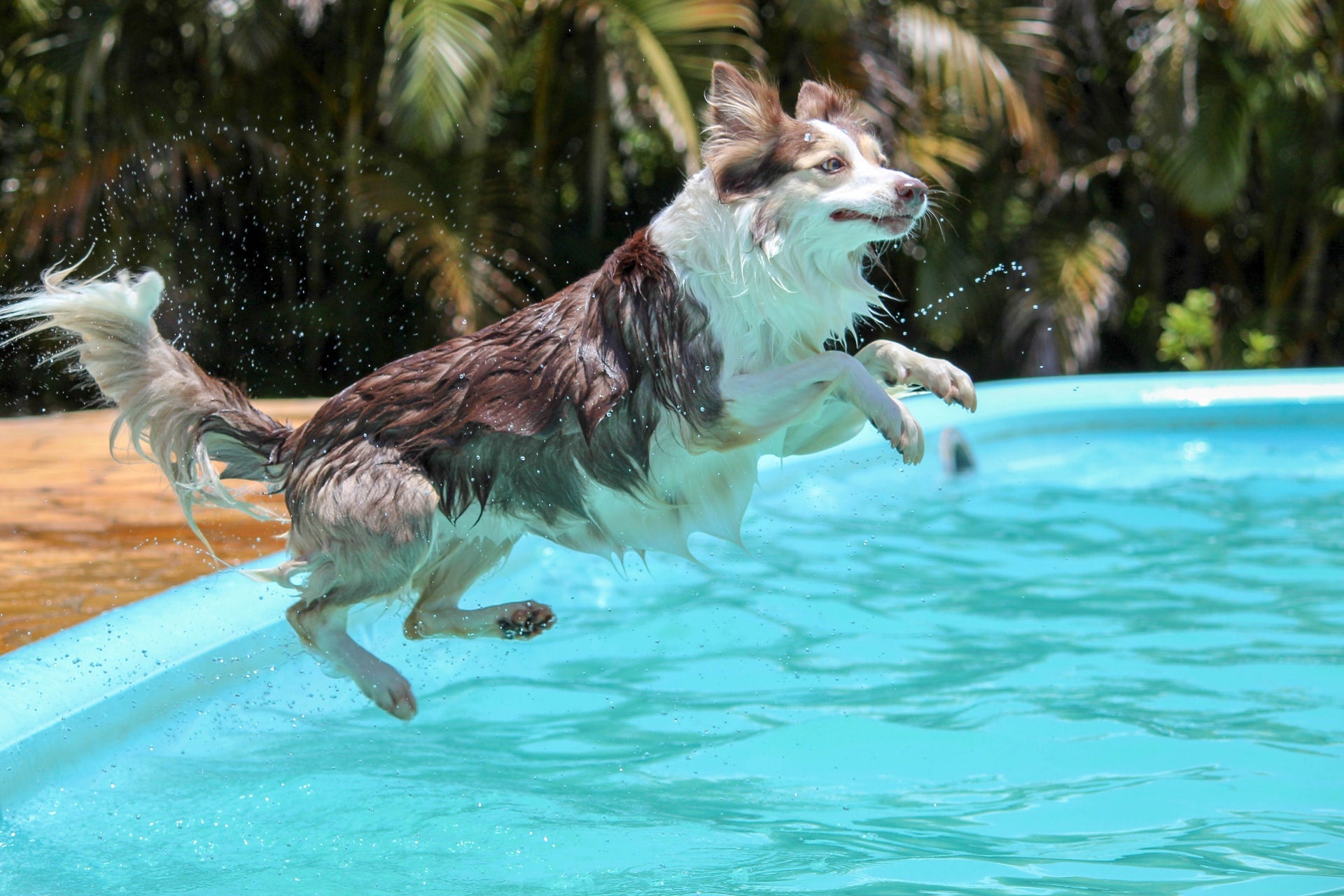 Summer Fun: 8 Water Safety Tips for Dogs