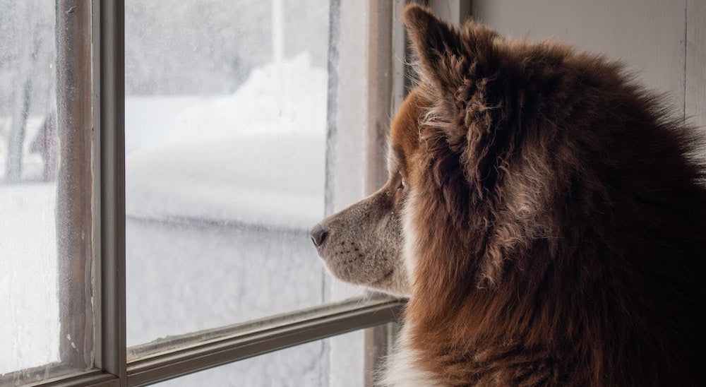 10 Rainy Day Activities To Keep Your Dog Occupied Indoors