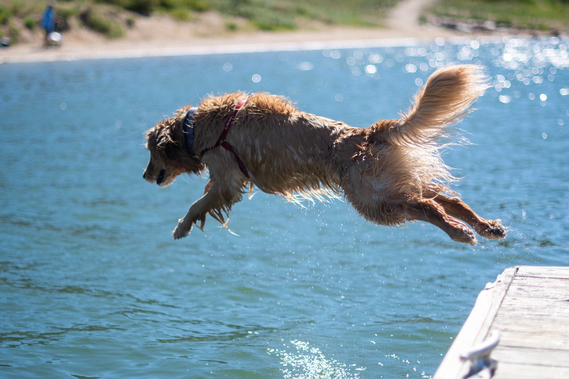 7 Important Summer Safety Tips for Dogs