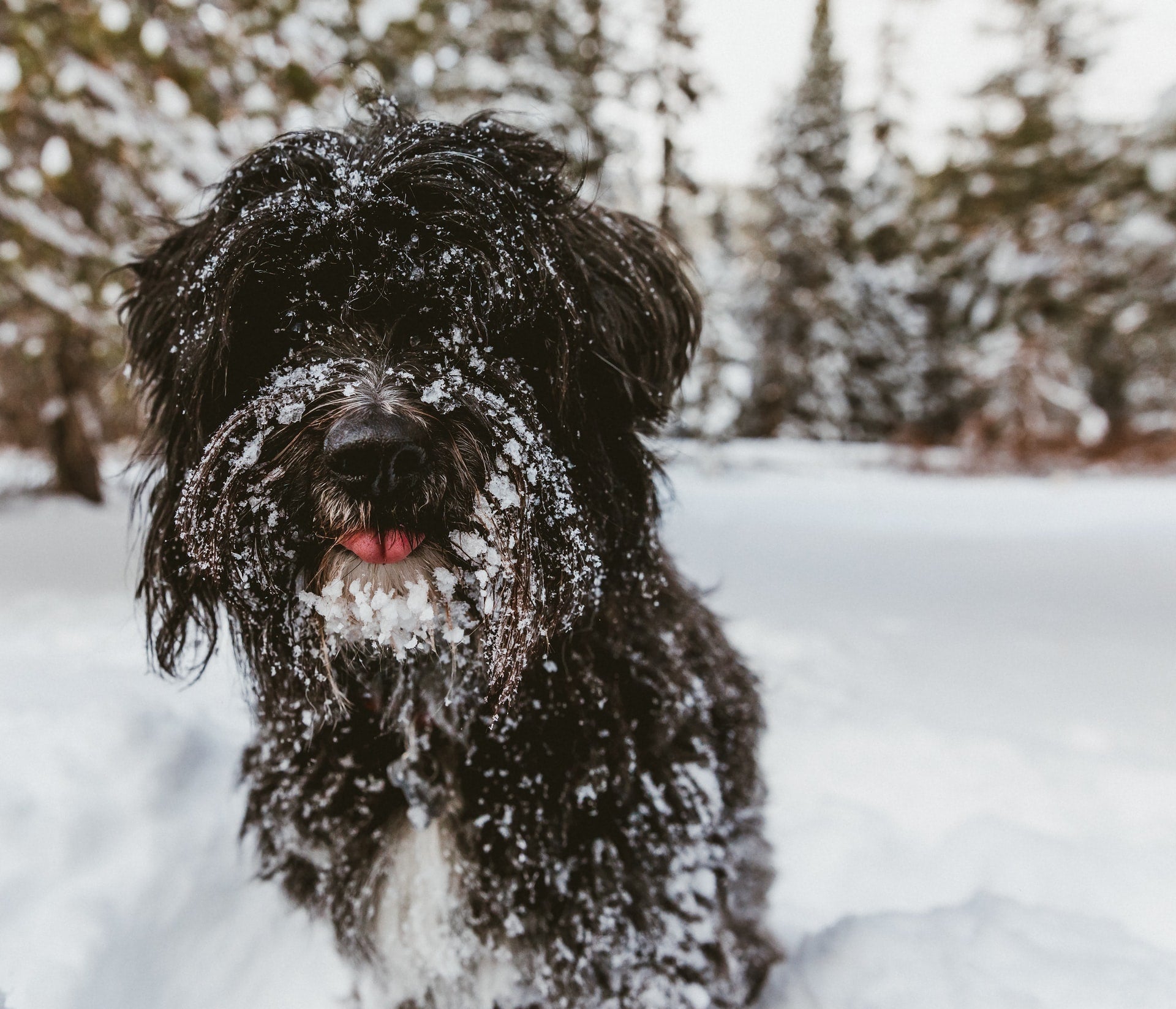 Winter Flea and Tick Defense: Is It Necessary?