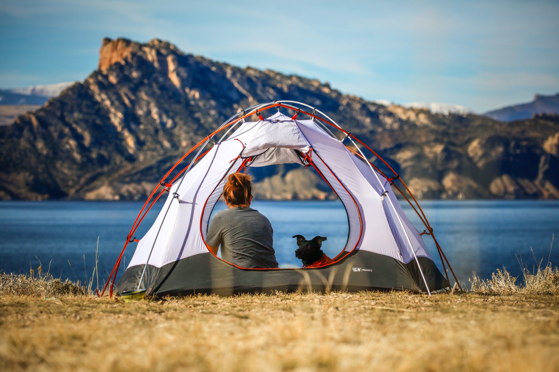 The Ultimate Guide to Camping with Your Dog