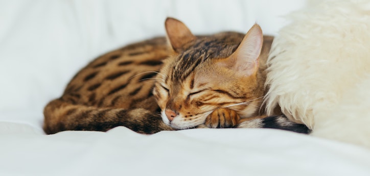 Chicory Root For Cats: Prebiotic Power For Digestive Health