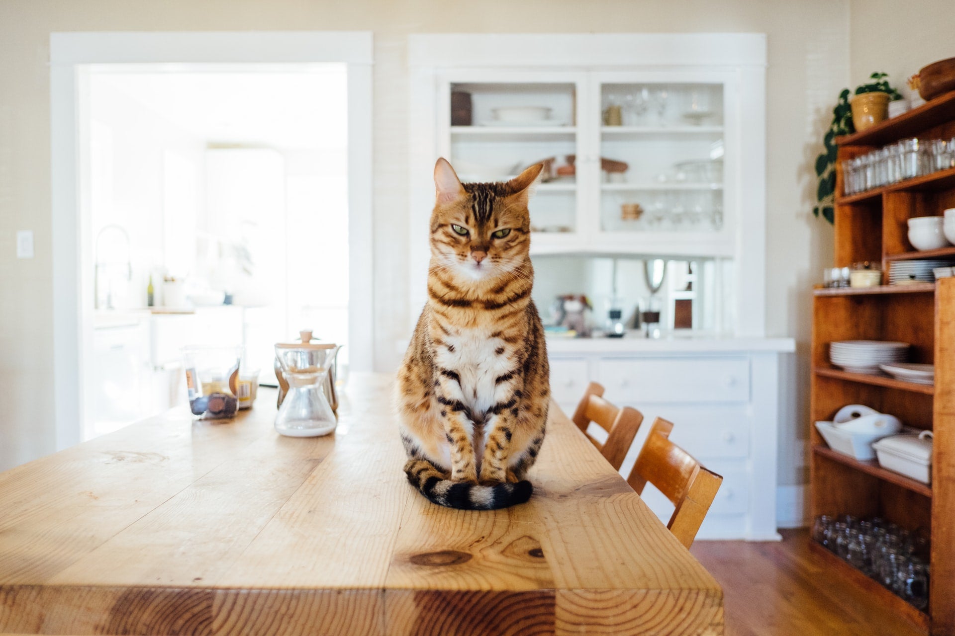 Why Do Cats Knock Things Over? Understanding Your Cat’s Quirky Behavior