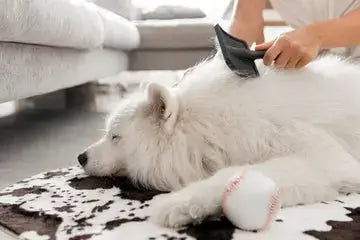 Dog Hair loss - white samoyedo being brushed post picture