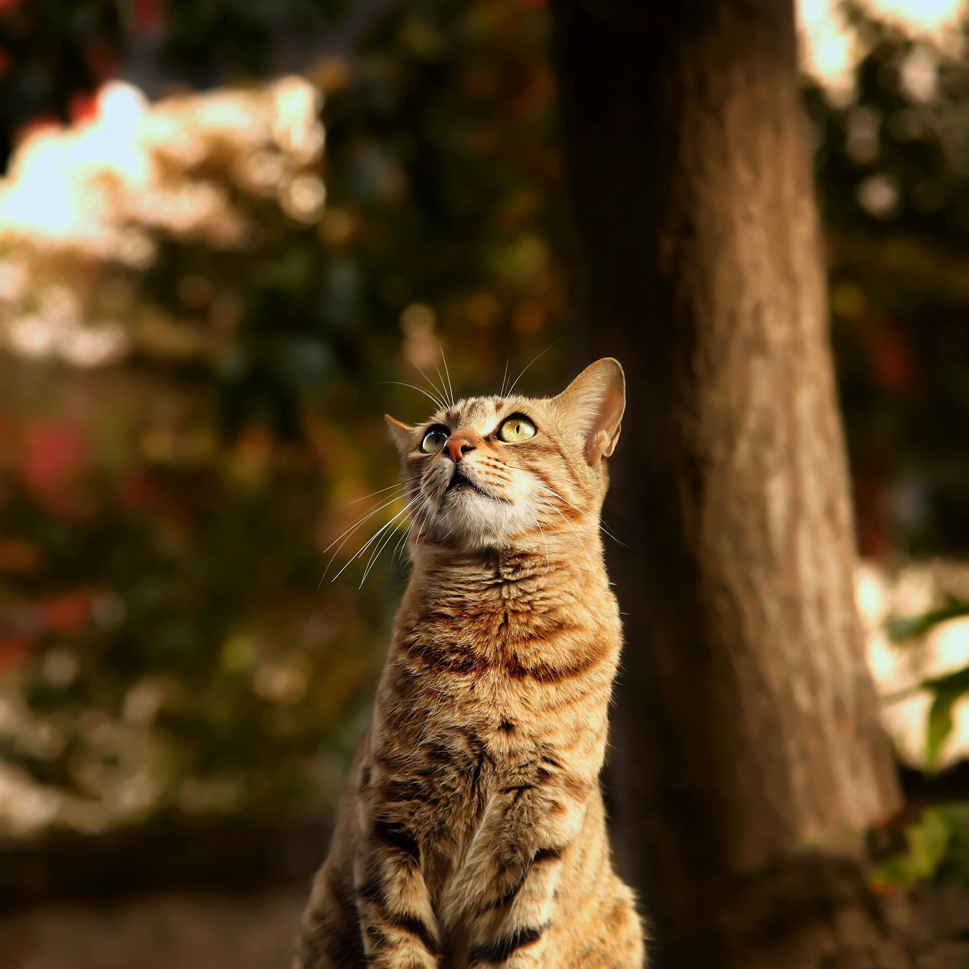 How to Keep Your Cat Cool This Summer