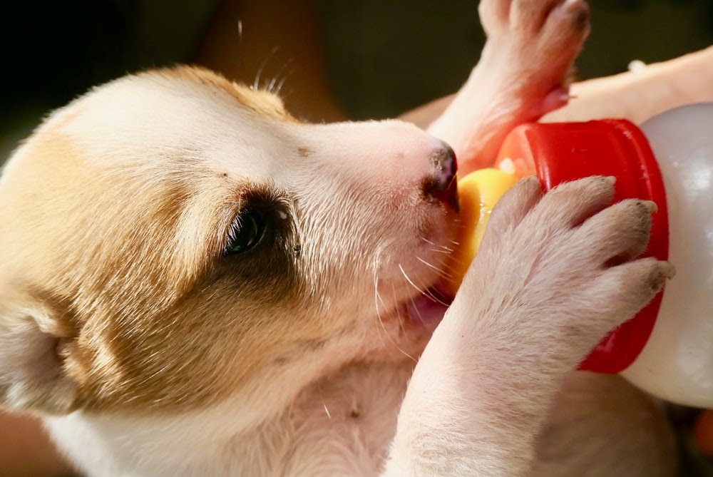 Can Dogs Drink Milk? How Dairy Affects Your Pet