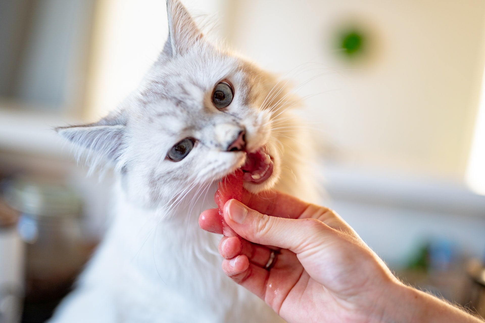 Should You Feed Your Cat a Raw Diet?