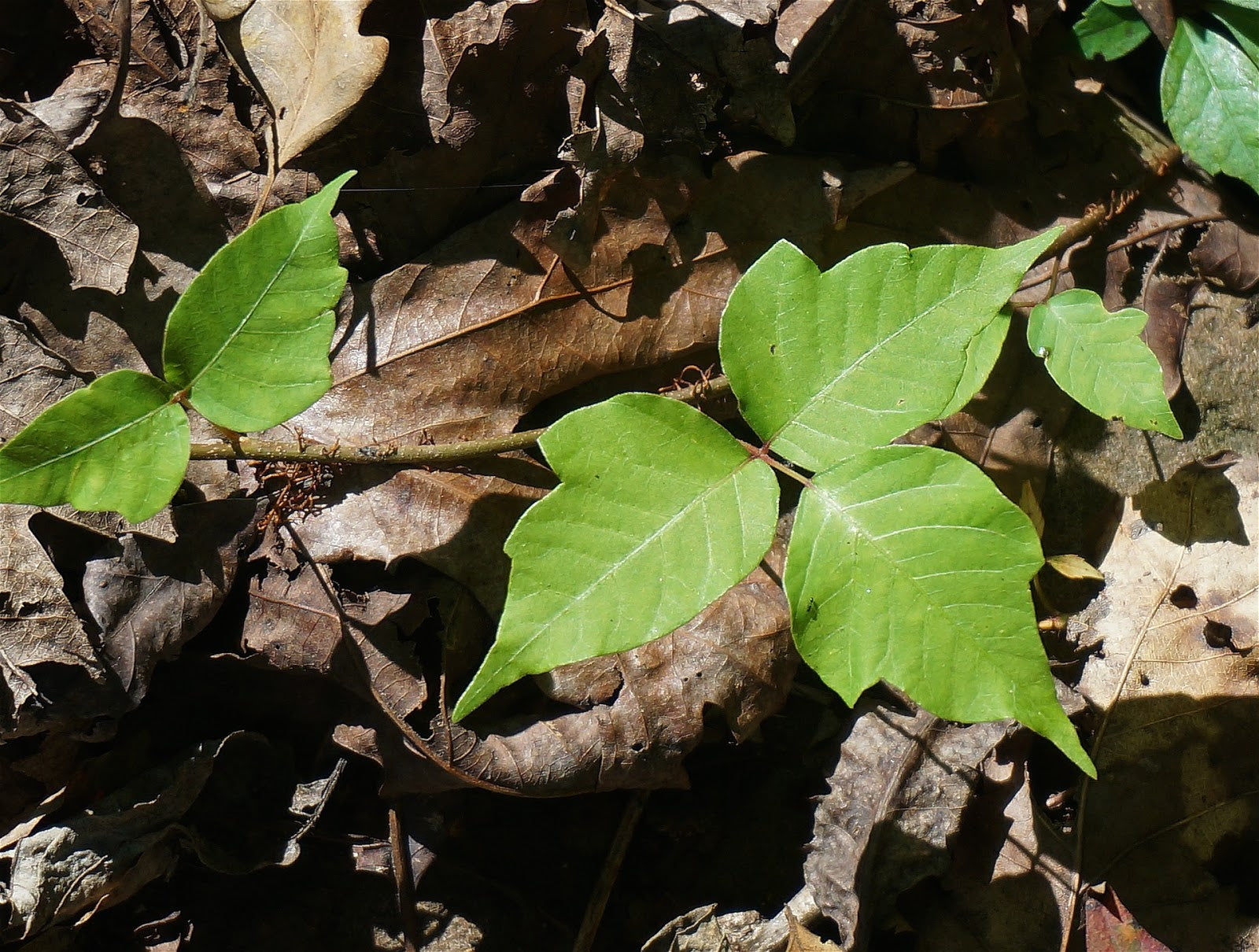 Can Dogs Get Poison Ivy the Way Humans Do?