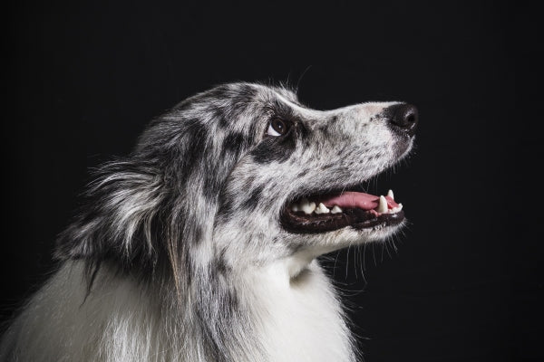 portrait-cute-border-collie-dog