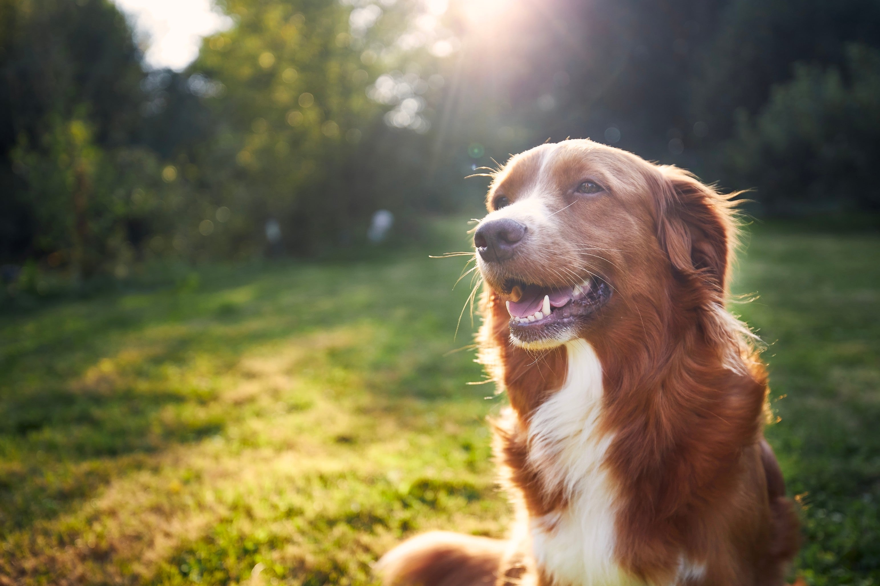 Preventing Hot Spots on Dogs: 8 Tips to Maintain Your Dog's Skin Health