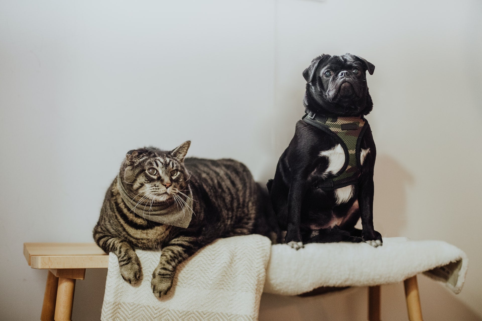 Dog and Cat Diets: What’s the Difference?