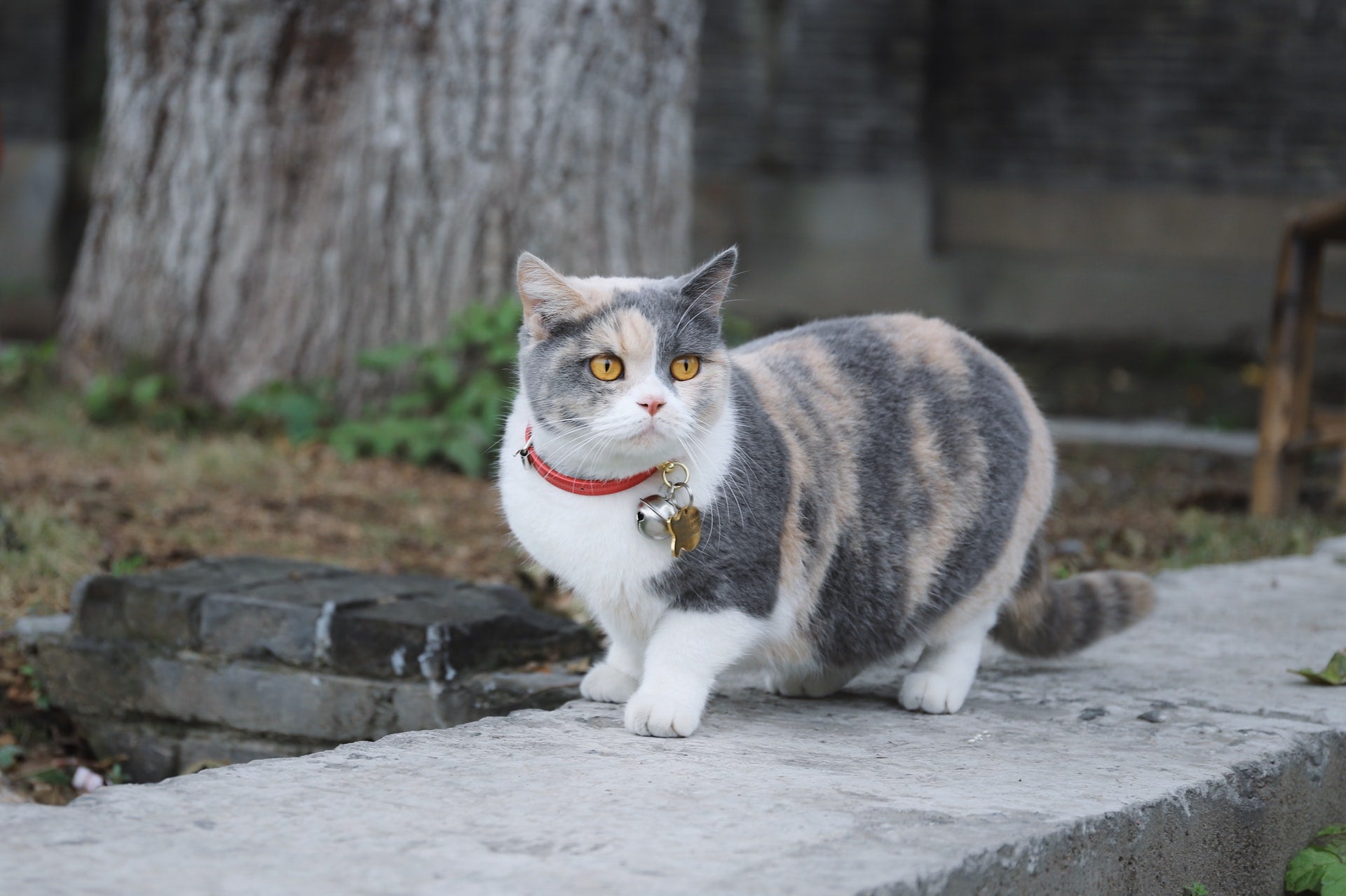 Choosing the Right Collar for Your Cat