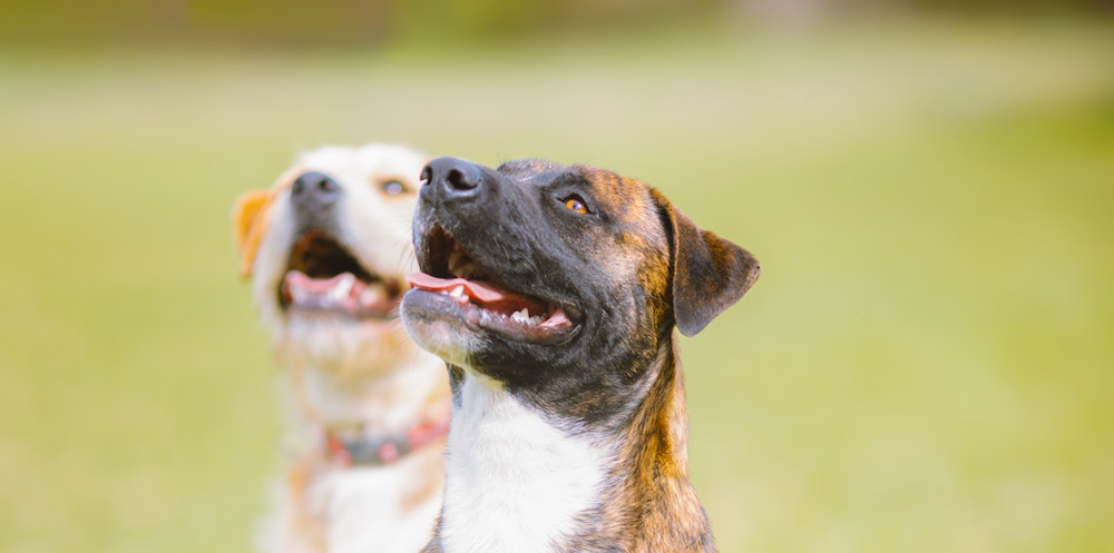 Advice From Dr. Lindsey: Does my dog have healthy stools?