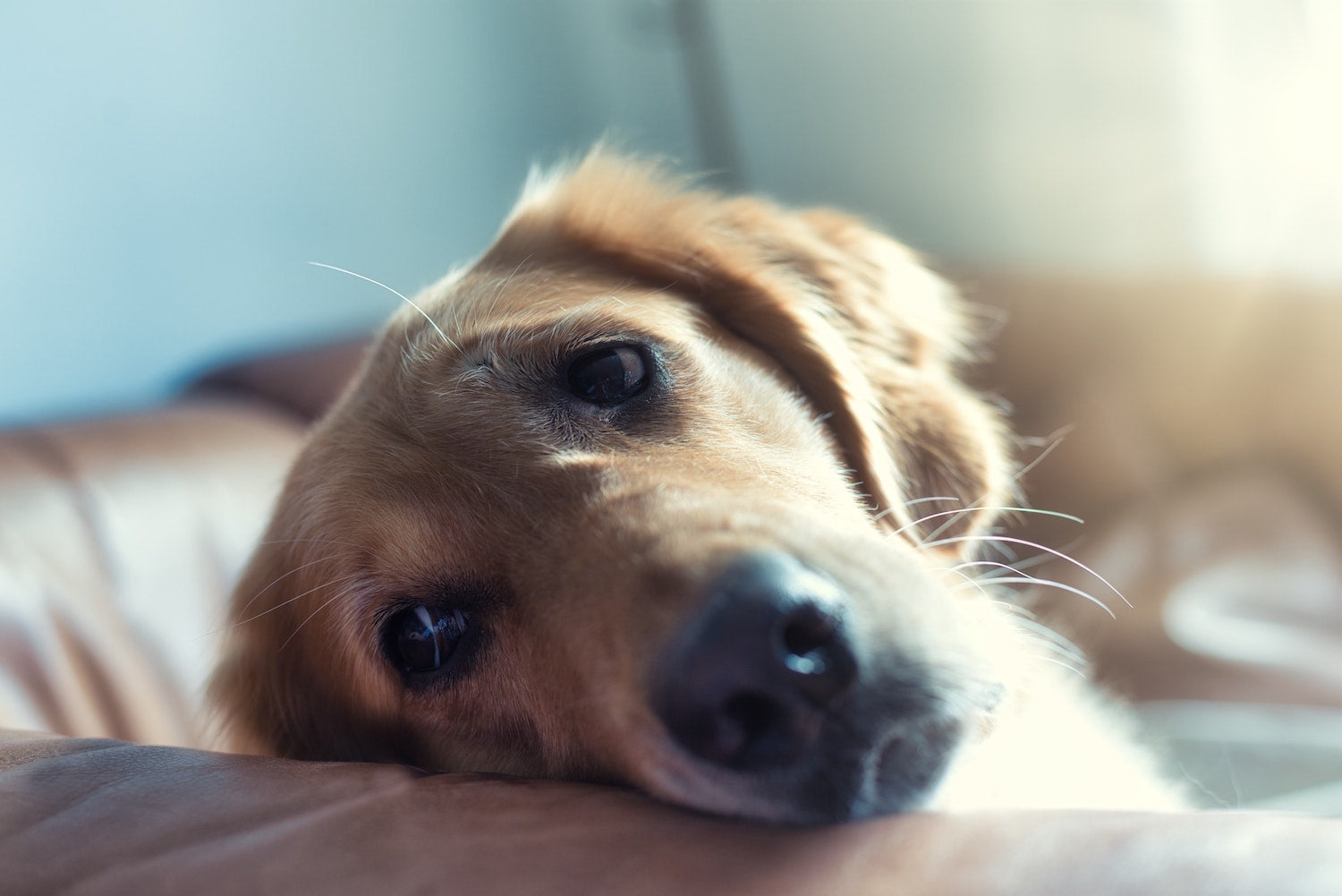 Can Dogs Cry? Emotional Wellness And Your Pet