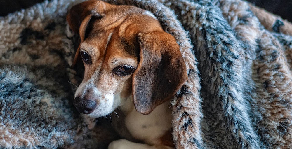 Advice From Dr. Lindsey: Do Dogs Get Colds?