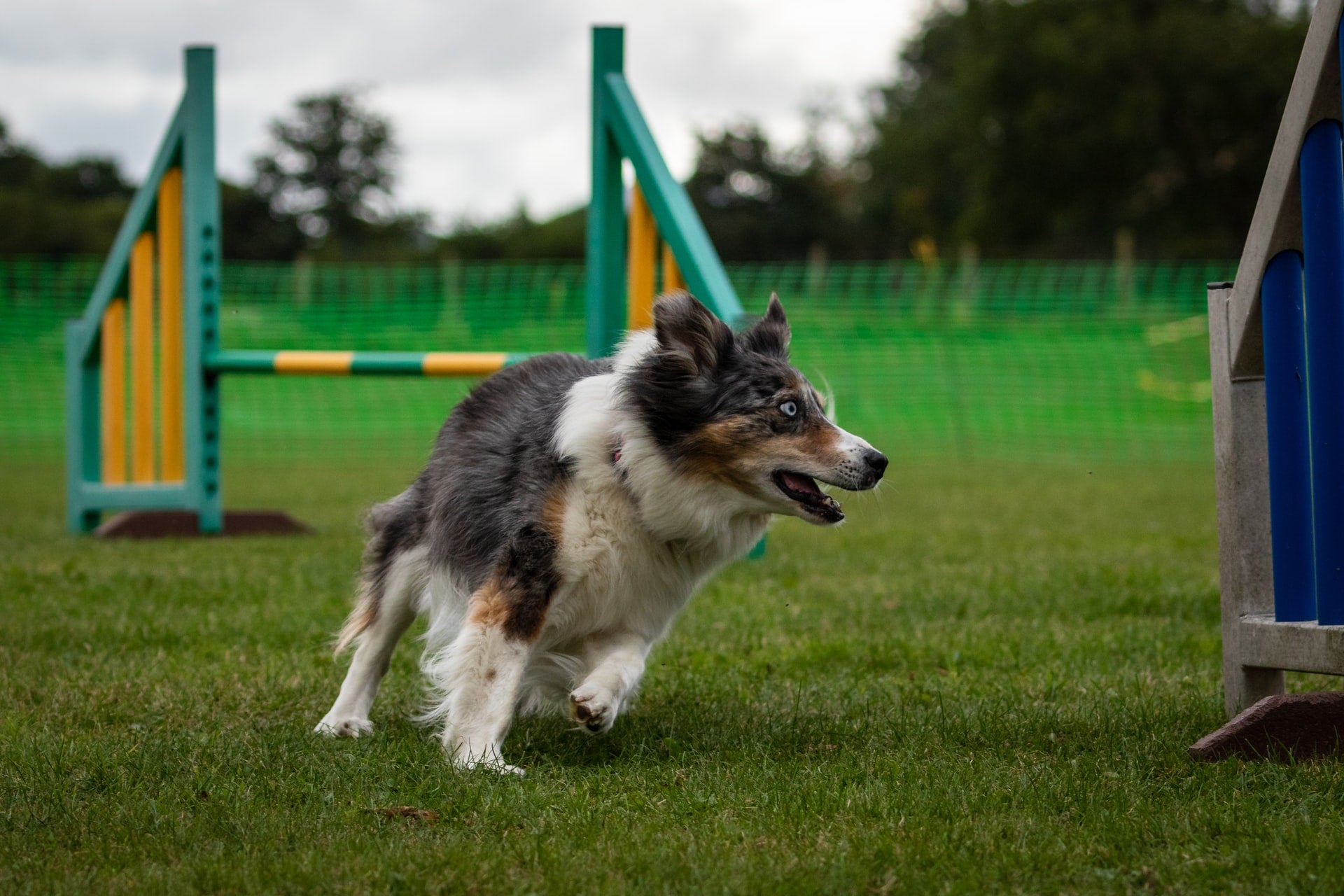 How to Build Your Own Agility Course for Dogs