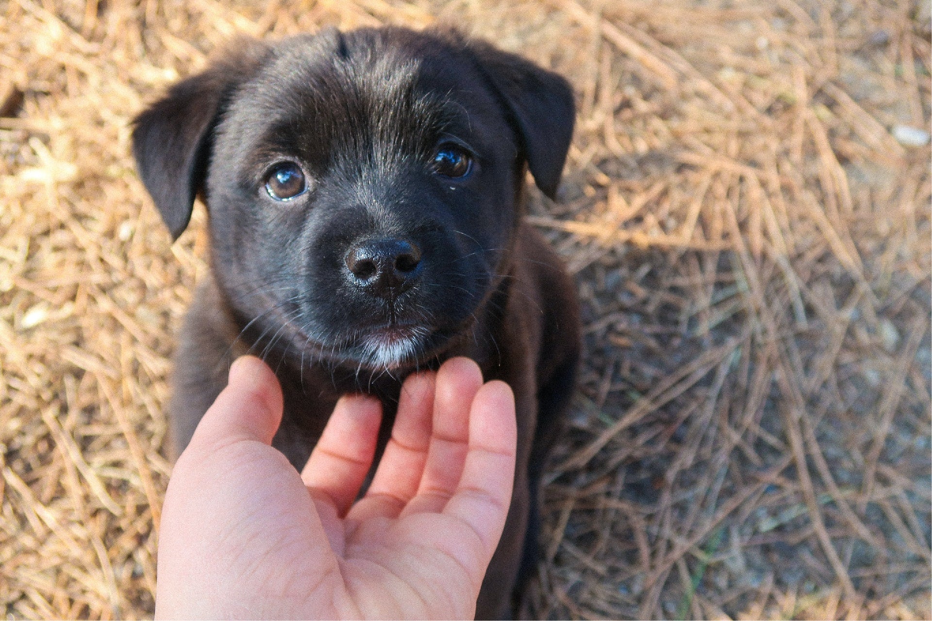 How to Train Your Puppy