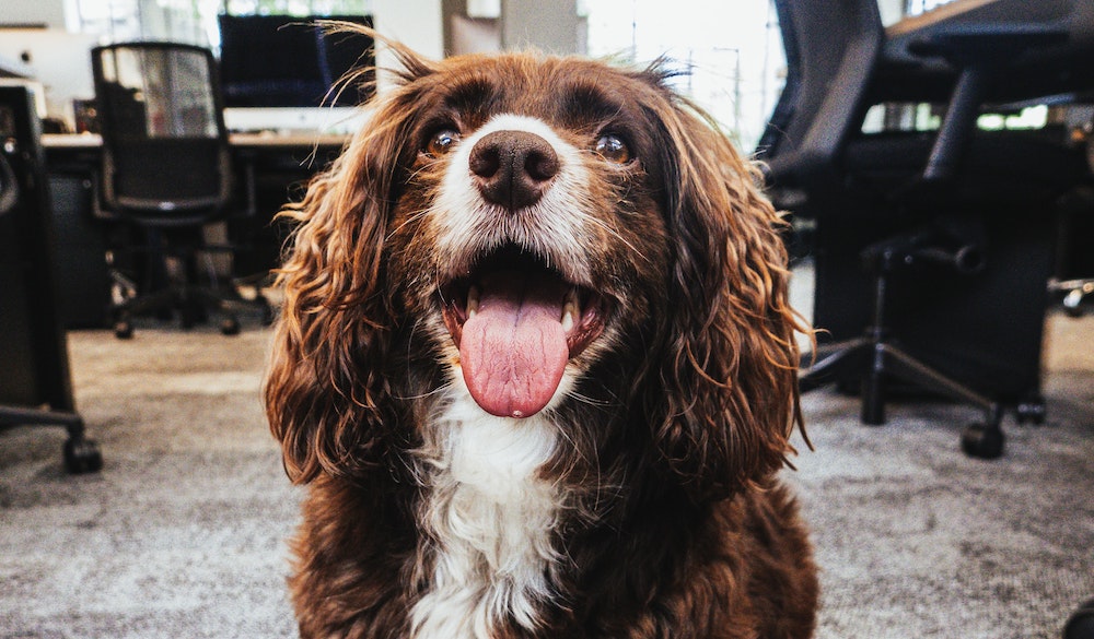 Office Dog: How To Take Your Dog To Work With You