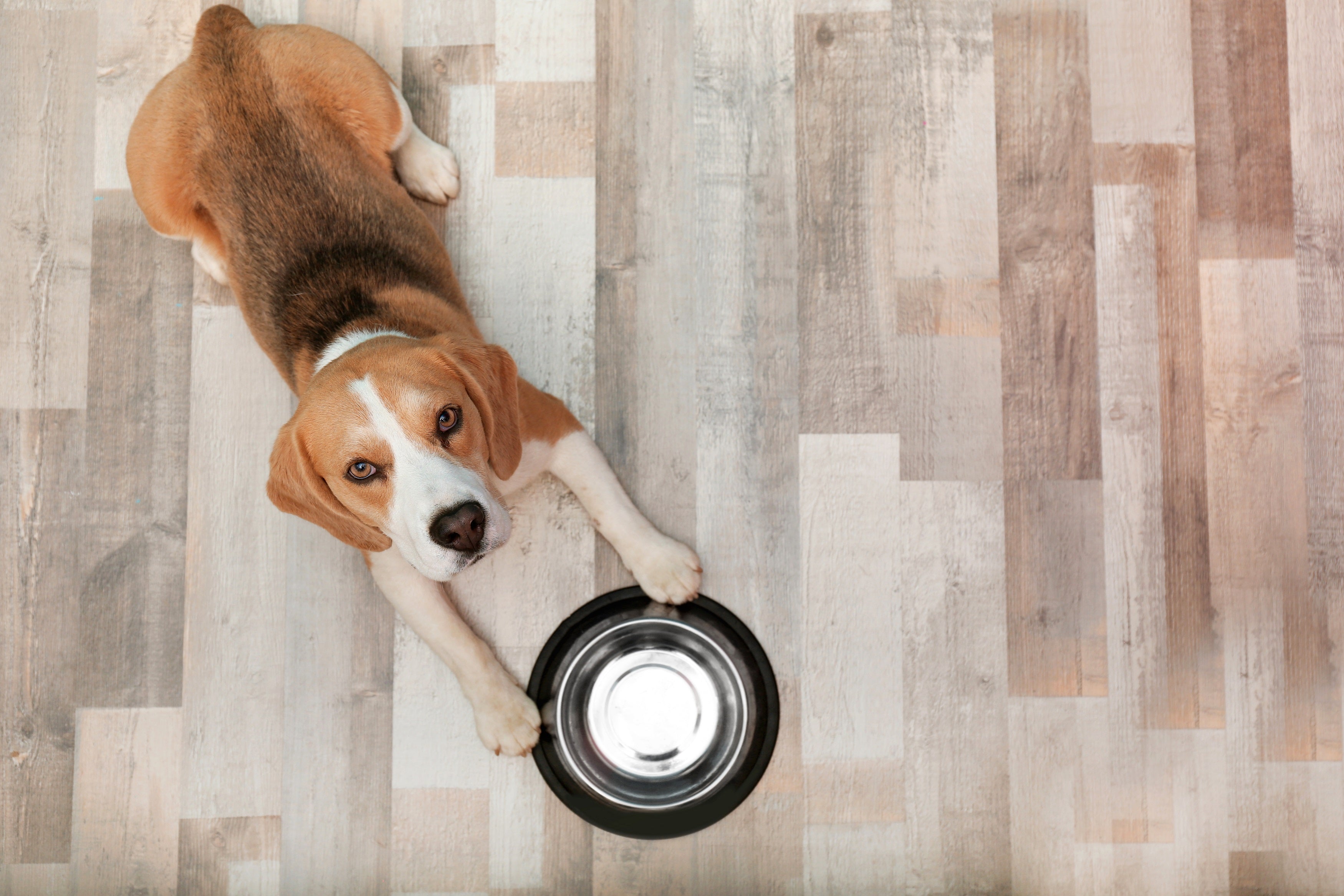 How Long Does it Take a Dog to Digest Food?